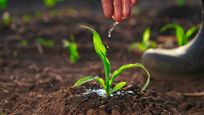 Clientes de Syngenta
